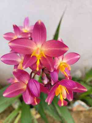 Philippine ground orchid(Spathoglottis plicata)