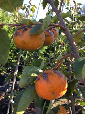 Japanese persimmon(Diospyros kaki)