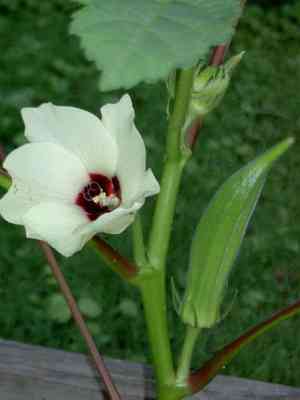 Okra(Abelmoschus esculentus)