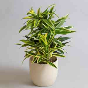 Song of india(Dracaena reflexa)