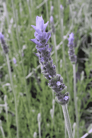 French lavender(Lavandula dentata)
