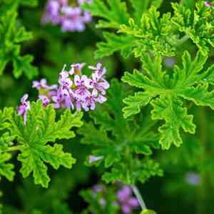 Rose geranium(Pelargonium graveolens)