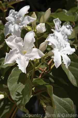 Chilean jasmine(Mandevilla laxa)