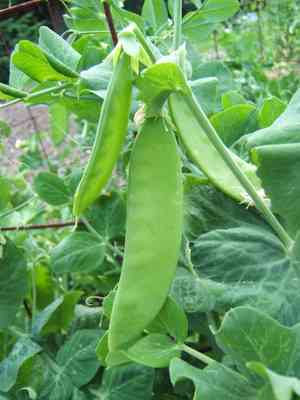 Garden pea(Pisum sativum)