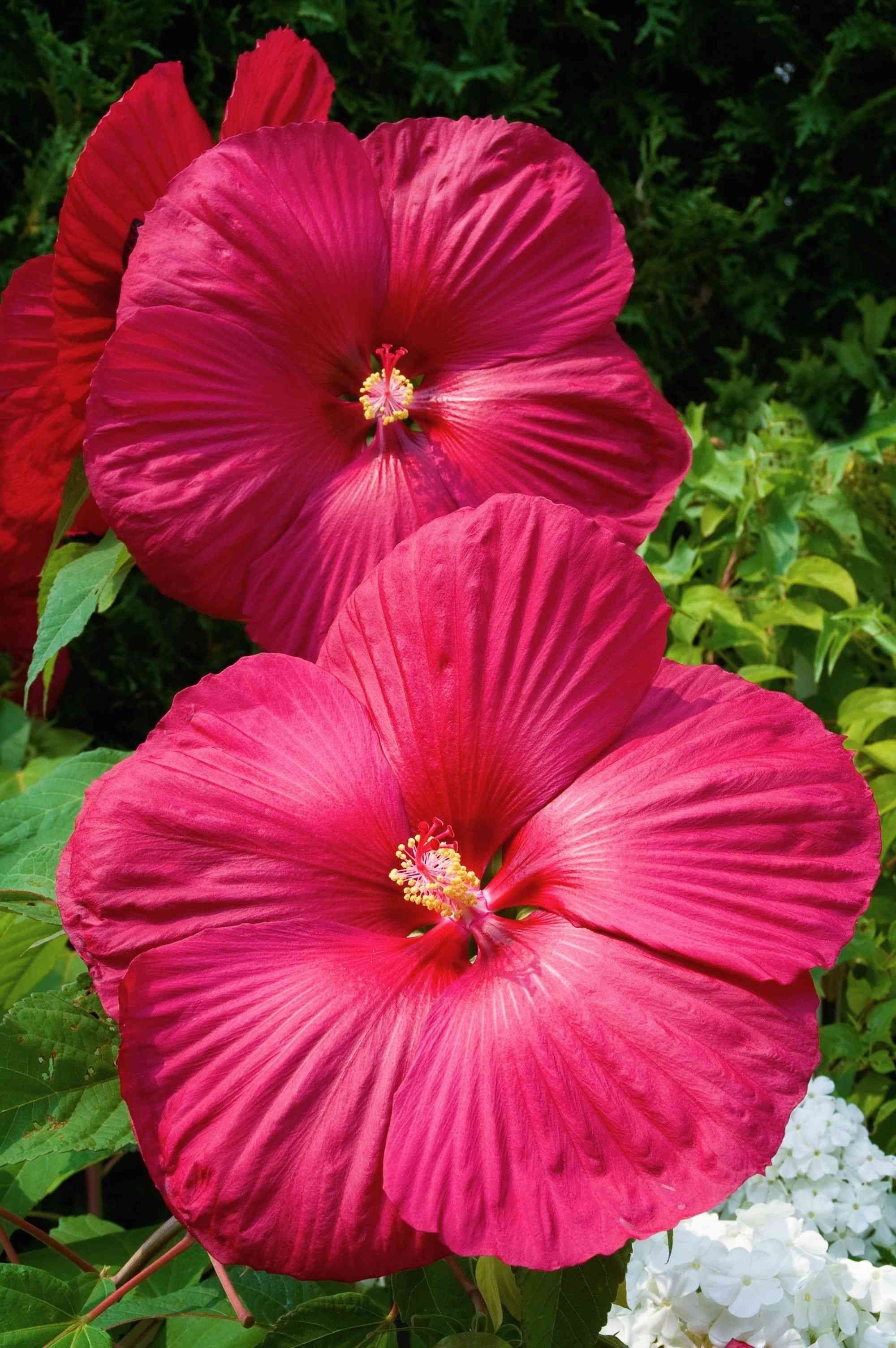 Swamp rose mallow(Hibiscus moscheutos)