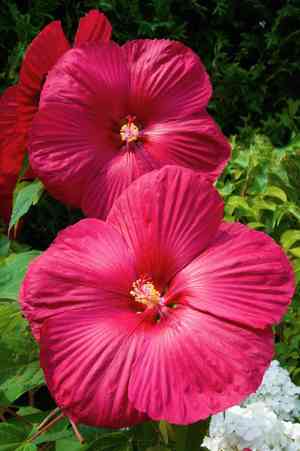 Swamp rose mallow(Hibiscus moscheutos)
