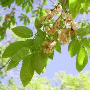 Siberian elm(Ulmus pumila)