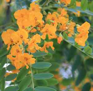 Tipu tree(Tipuana tipu)