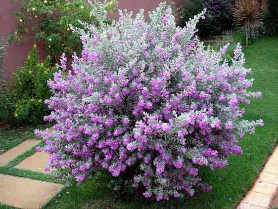 Texas ranger(Leucophyllum frutescens)