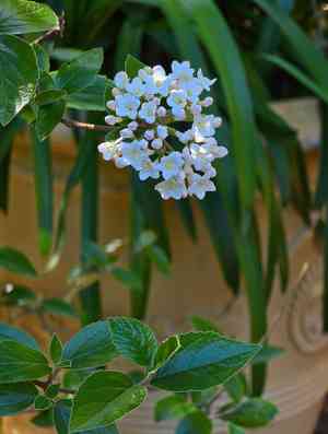 Koreanspice viburnum(Viburnum carlesii)