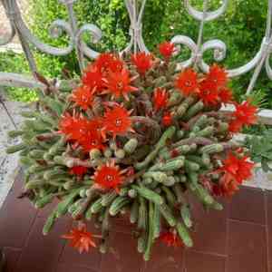 Chamaecereus silvestrii(Chamaecereus silvestrii)