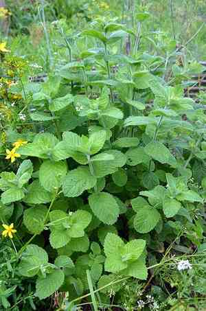 Lemon balm(Melissa officinalis)
