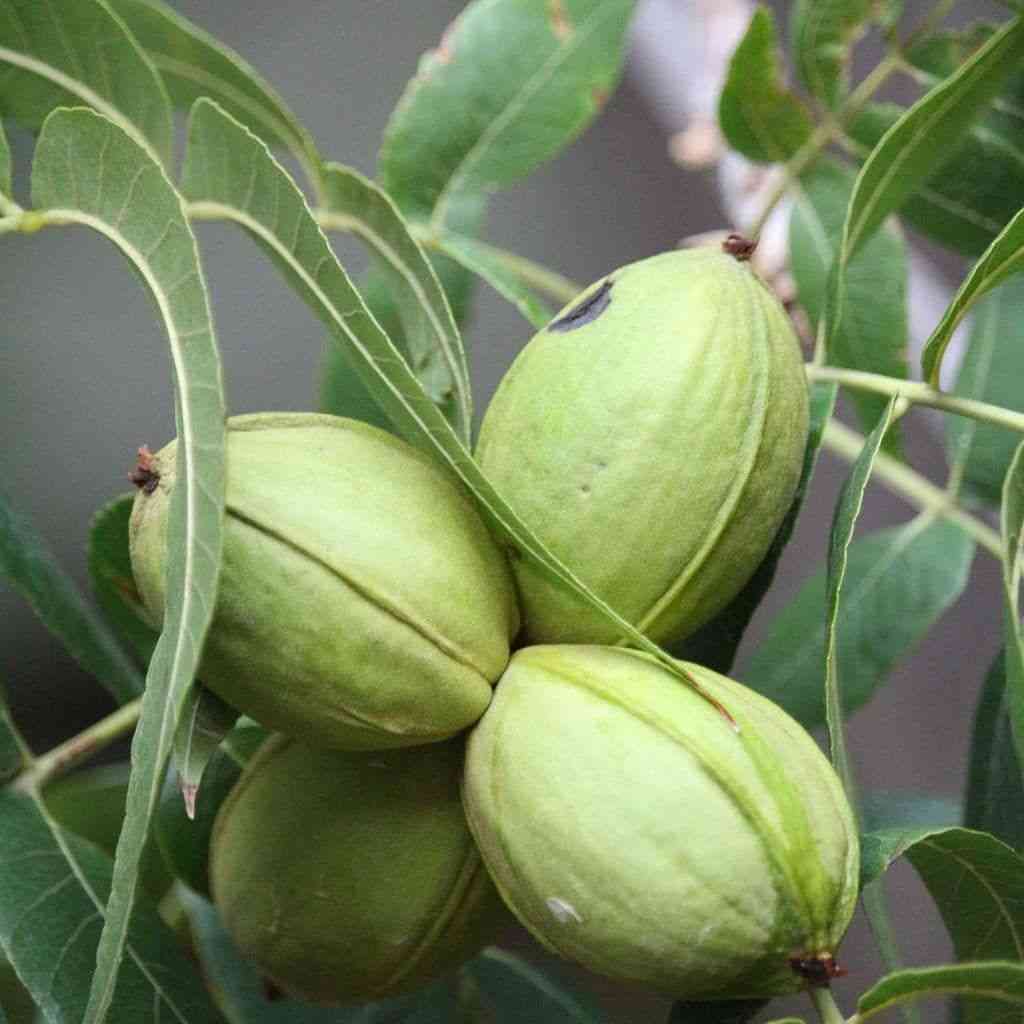 Pecan(Carya illinoinensis)