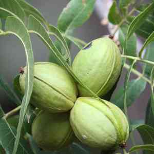 Pecan(Carya illinoinensis)