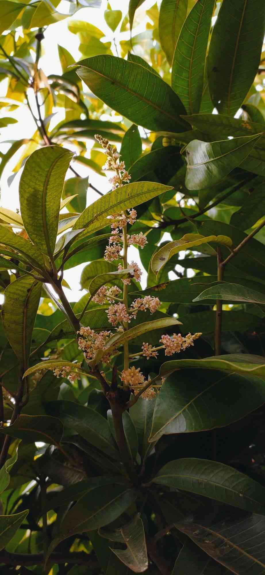Mango tree(Mangifera indica)
