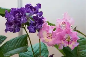 Streptocarpus ionanthus(Streptocarpus ionanthus)