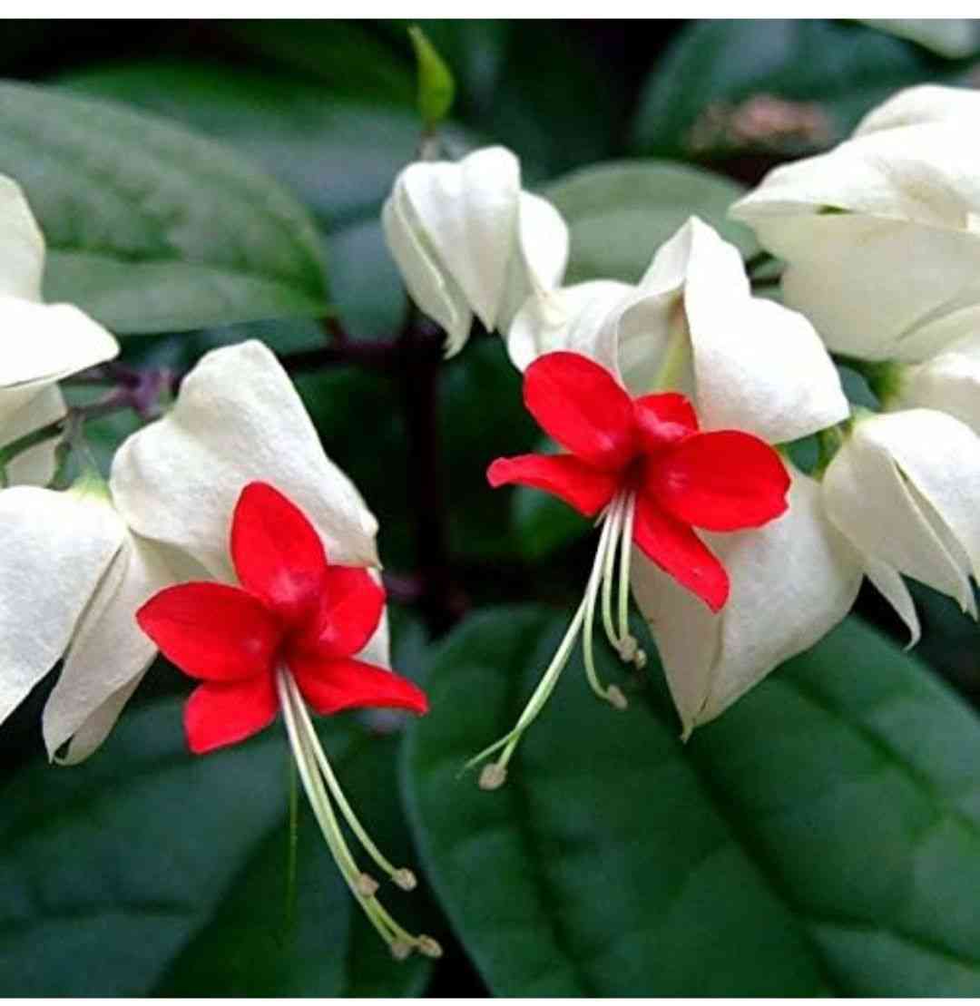 Bleeding-heart vine(Clerodendrum thomsoniae)