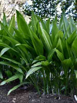 Cast-iron plant(Aspidistra elatior)
