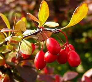 Japanese barberry(Berberis thunbergii)