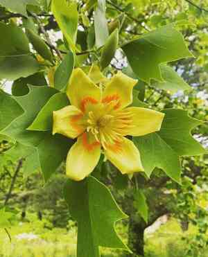 Tulip poplar(Liriodendron tulipifera)