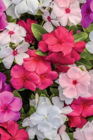 Madagascar periwinkle(Catharanthus roseus)