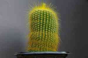 Parodia lenninghausii(Parodia lenninghausii)