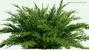 Savin juniper(Juniperus sabina)