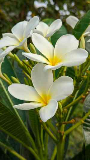 Red frangipani(Plumeria rubra)