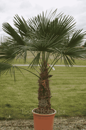 Windmill palm(Trachycarpus fortunei)