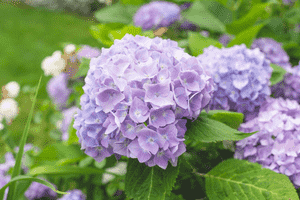 Hydrangea spp.(Hydrangea spp.)