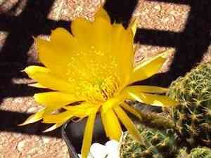 Lobivia ancistrophora(Lobivia ancistrophora)