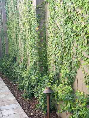 Creeping fig(Ficus pumila)