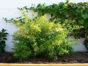 Night-blooming jasmine(Cestrum nocturnum)