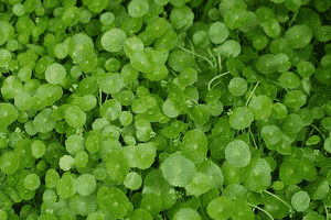 Whorled pennywort(Hydrocotyle verticillata)