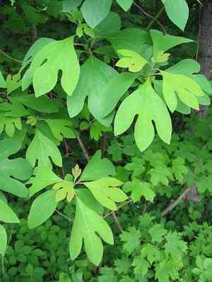 Common sassafras(Sassafras albidum)