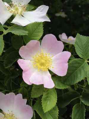 Multiflora rose(Rosa multiflora)
