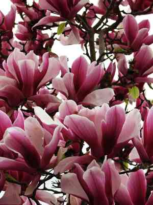 Lily magnolia(Magnolia liliiflora)