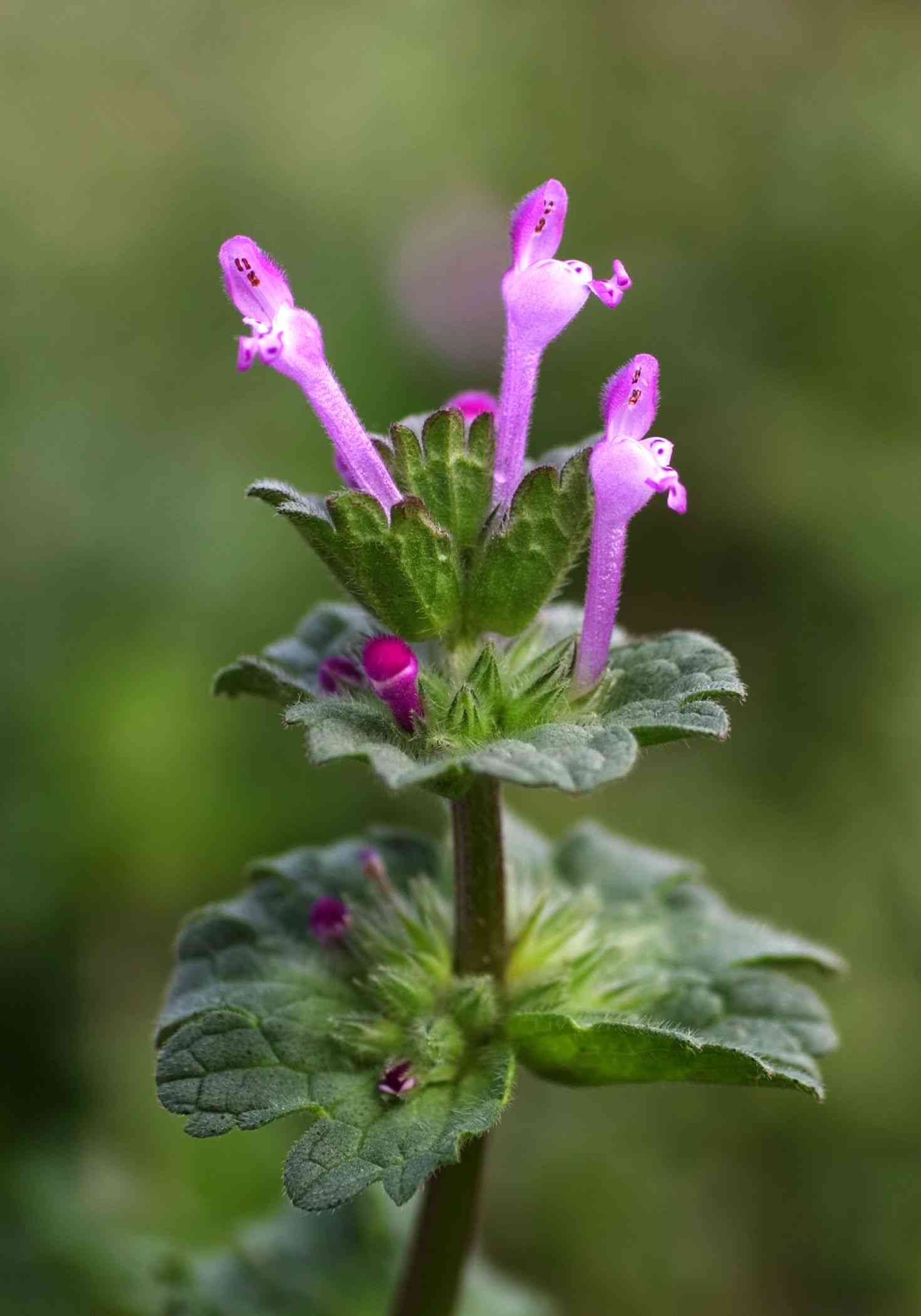 Henbit deadnettle(Lamium amplexicaule)