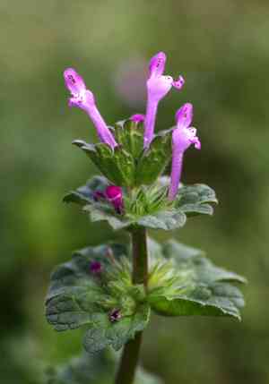 Henbit deadnettle(Lamium amplexicaule)