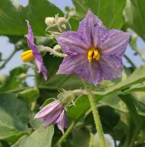 Eggplant(Solanum melongena)