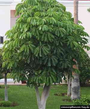 Octopus tree(Schefflera actinophylla)