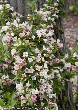 Old fashioned weigela(Weigela florida)
