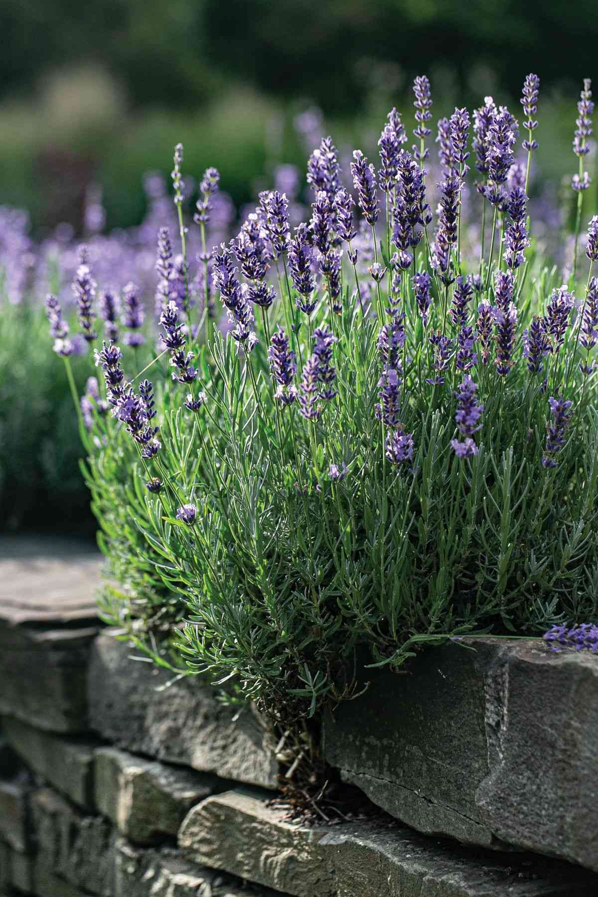 English lavender(Lavandula angustifolia)