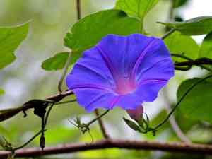 Blue morning glory(Ipomoea indica)