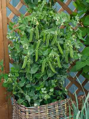 Garden pea(Pisum sativum)