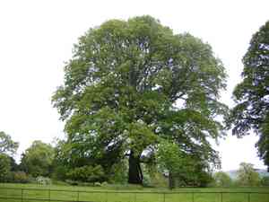 Turkey oak(Quercus cerris)