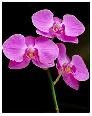 Phalaenopsis spp.(Phalaenopsis spp.)
