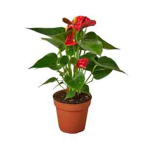 Flamingo flower(Anthurium andraeanum)