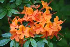 Flame azalea(Rhododendron calendulaceum)