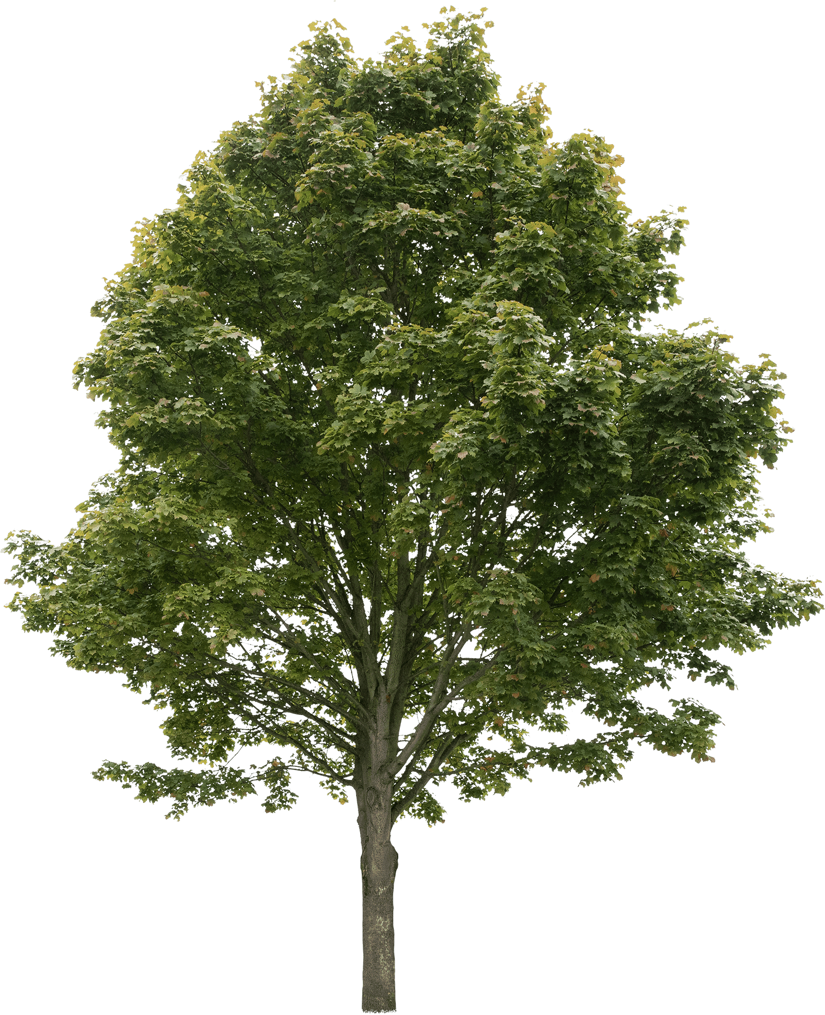 Norway maple